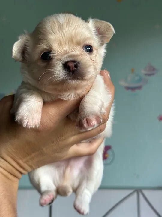 Chihuahua Fêmea Mineatura - Foto 2