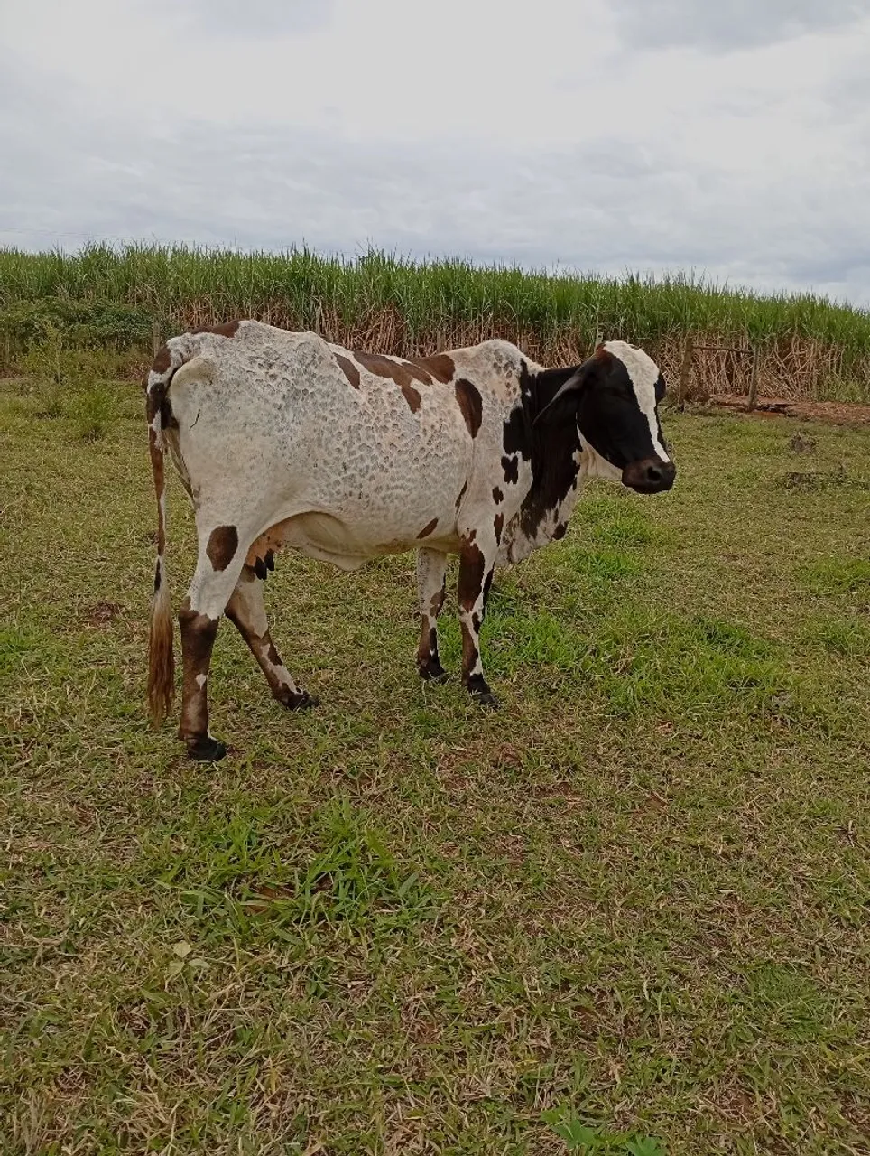 Vacas de leite gordas