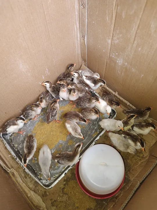 Pintos de Galinha D'Angola - Lindos e Saudáveis