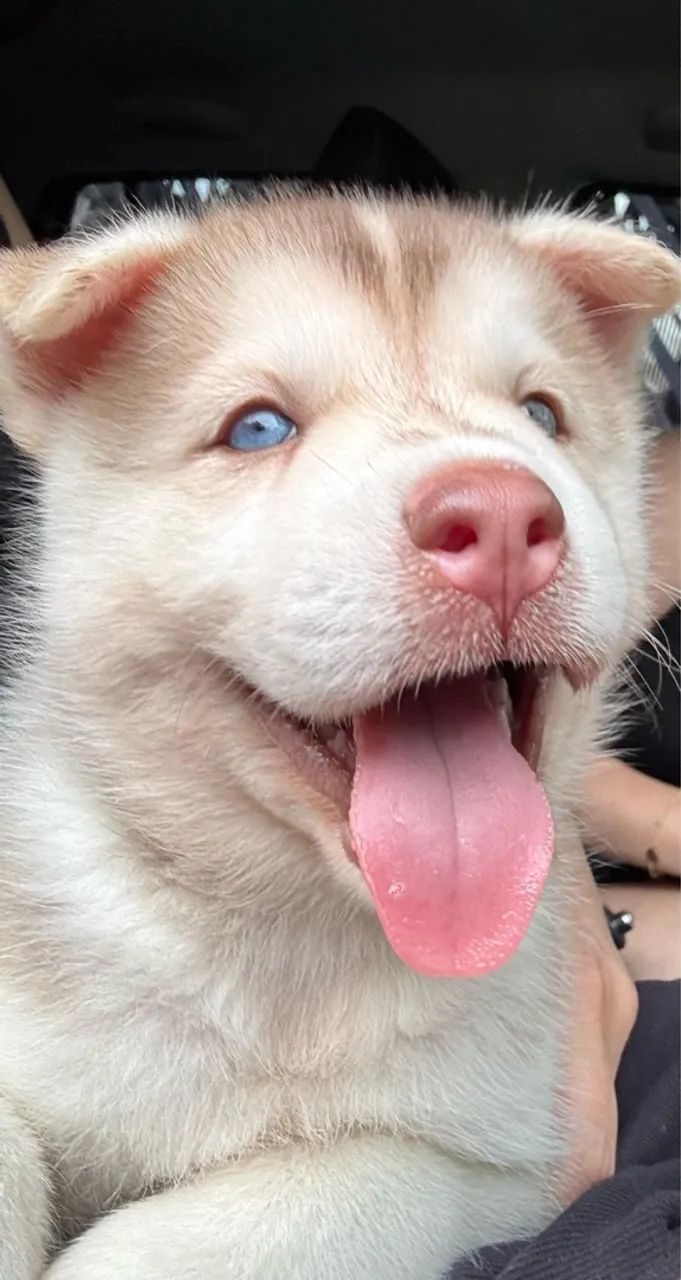 Vendo Filhote de Husky Siberiano 