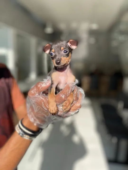 Pinscher miniatura- Fêmea linda e saudável com pedigree - Somos loja física e canil