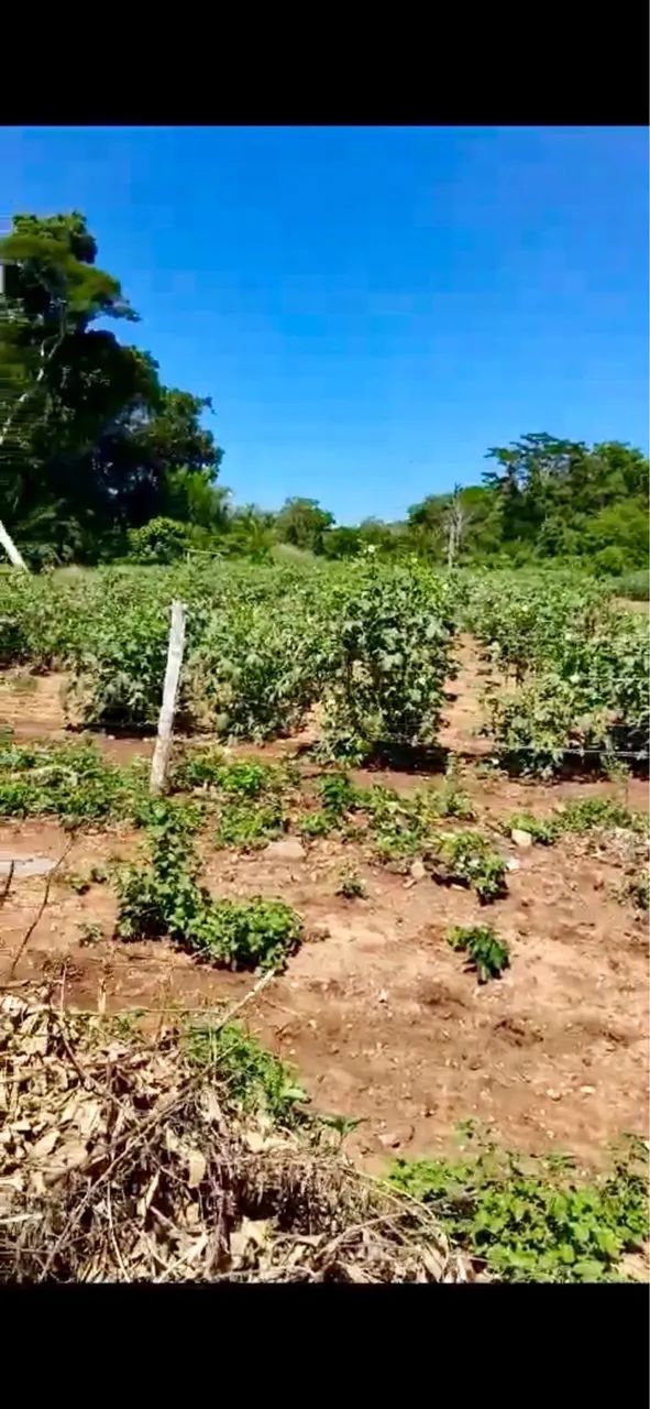 Excepcional Sítio com renda - Foto 4