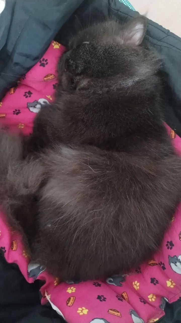 Gato persa  - Foto 4