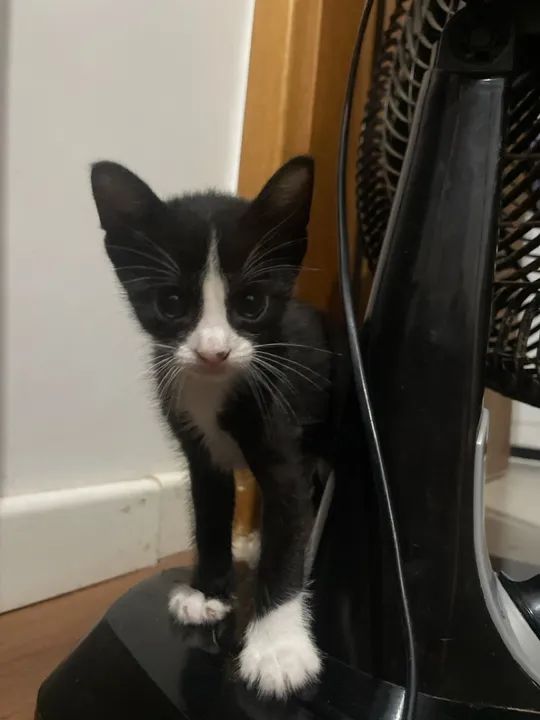 Gatinhos preto e branco disponível para adoção - Foto 2