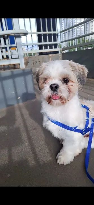 Shih Tzu Fofo e dócil ( um aninho) - Foto 3