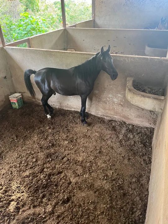 potro margalarga - Foto 5