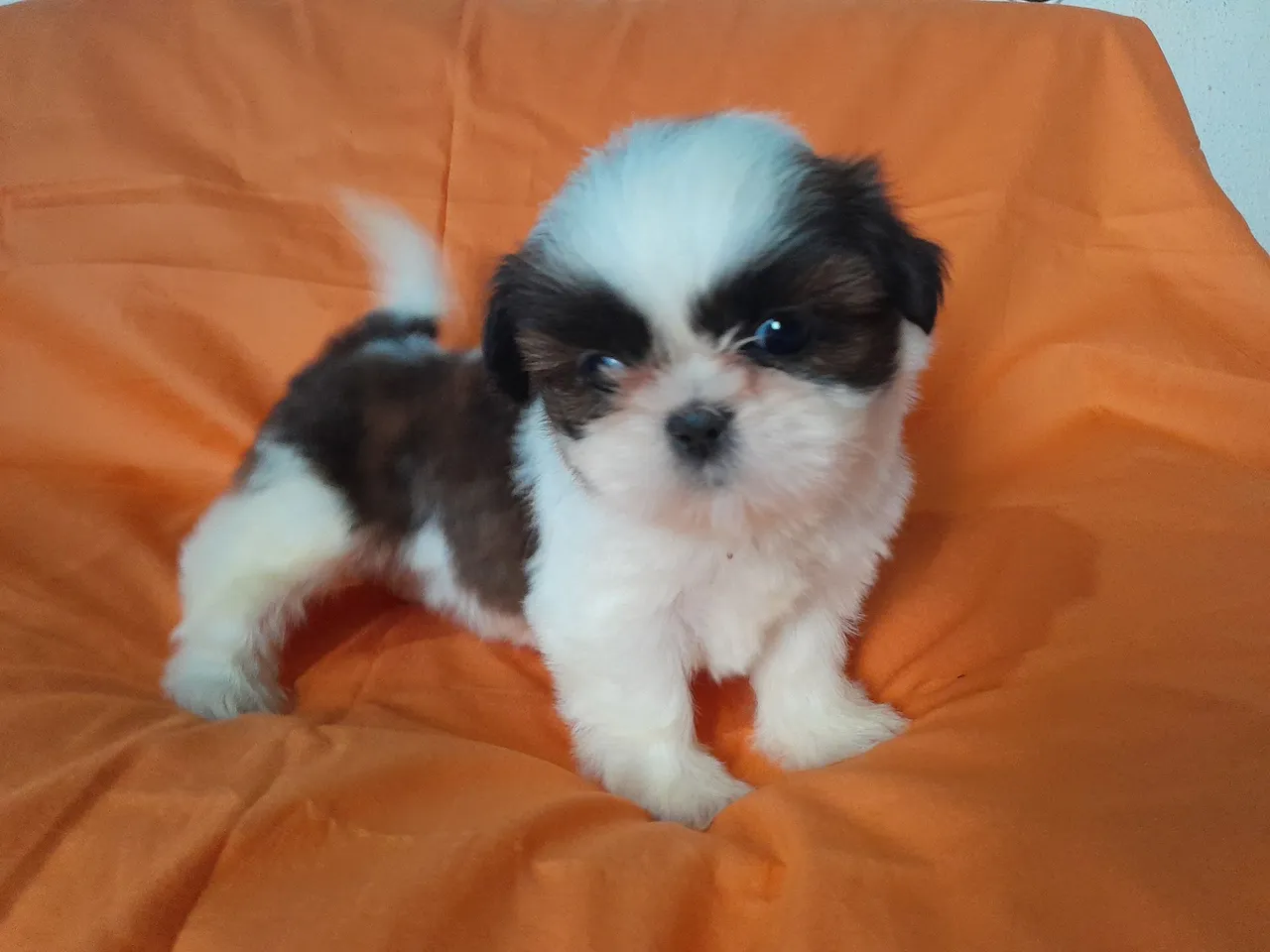 Filhote de Shih Tzu disponível para adoção
