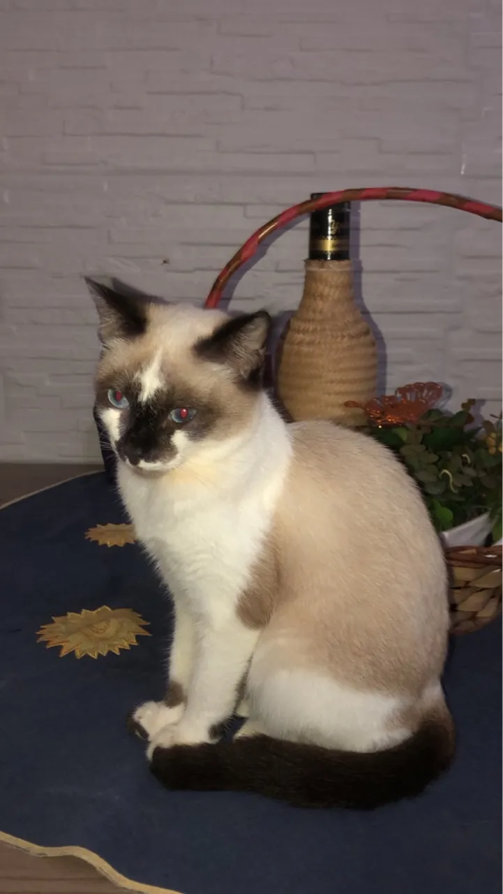 ADOÇÃO GATO MACHO 
