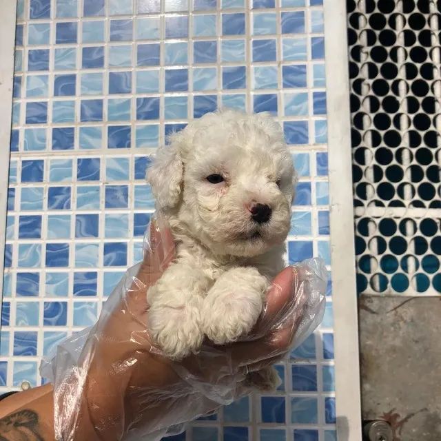 Poodle toy padrão CBKC, com suporte e assistencia Vet gratuita. - Foto 3