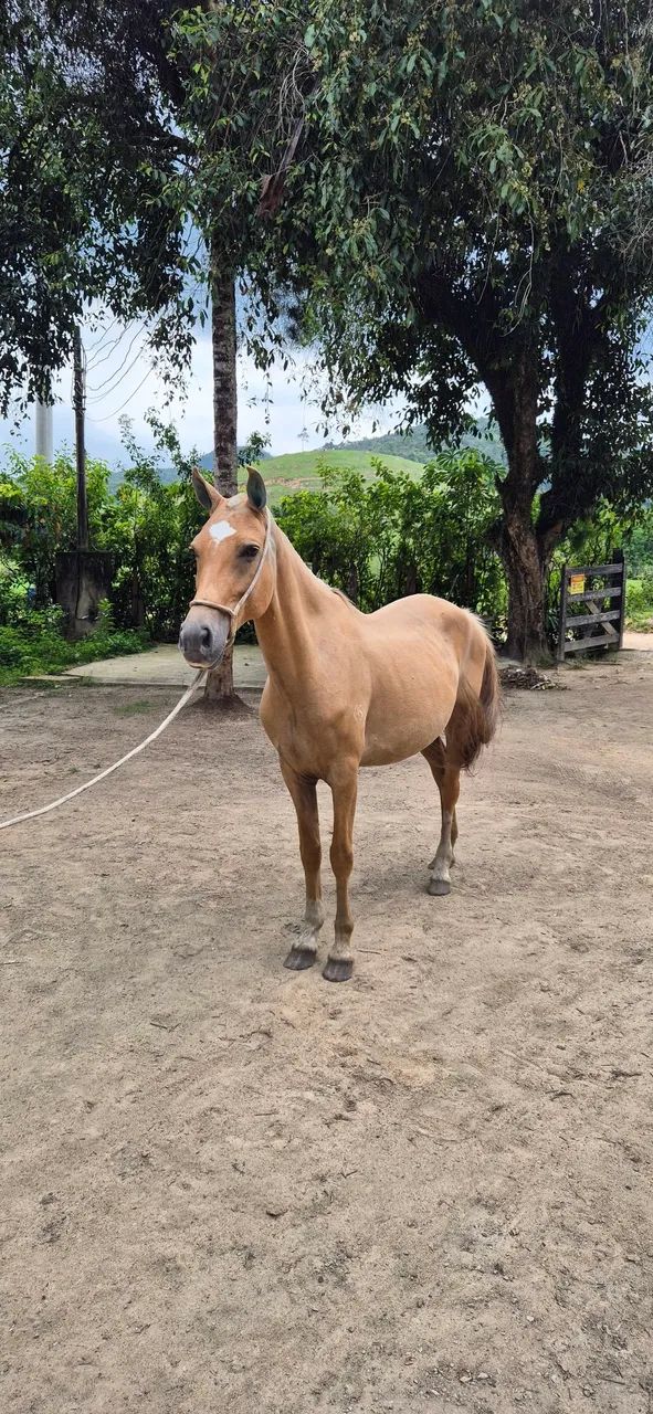 Mangalarga Marchador (Égua) - 30x R$ 400,00 - ***PARCELADO NO BOLETO***