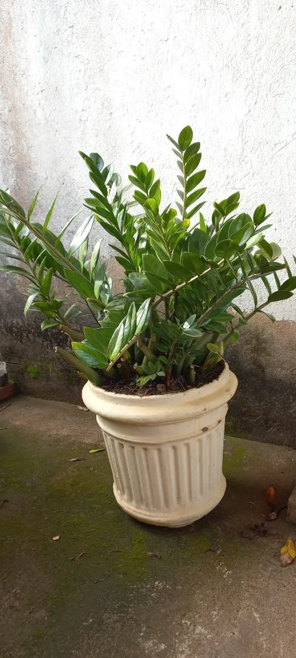 Vendo planta zamiocuque