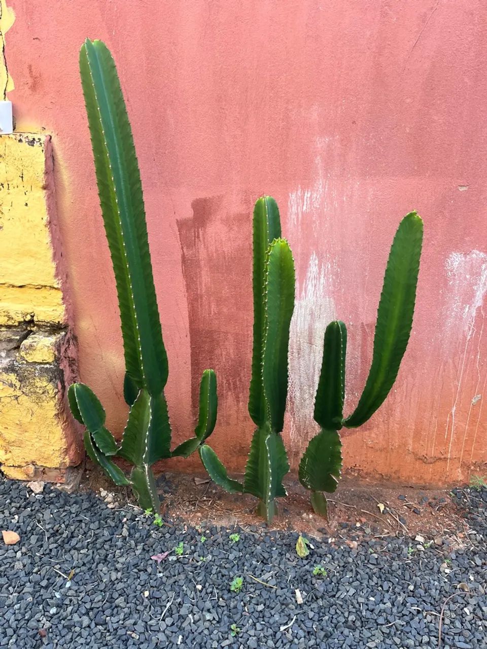 Cactos muda