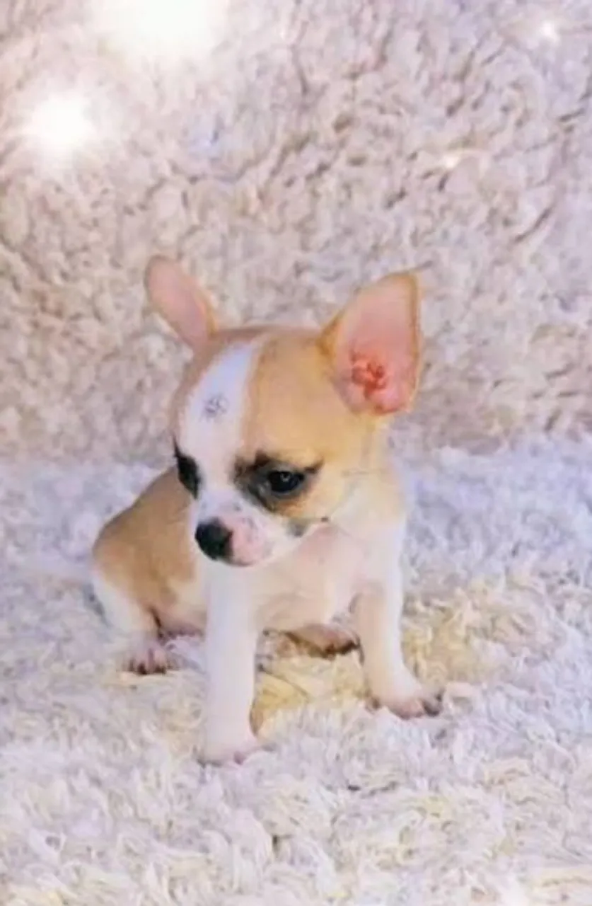Chihuahua pelo curto disponível 
