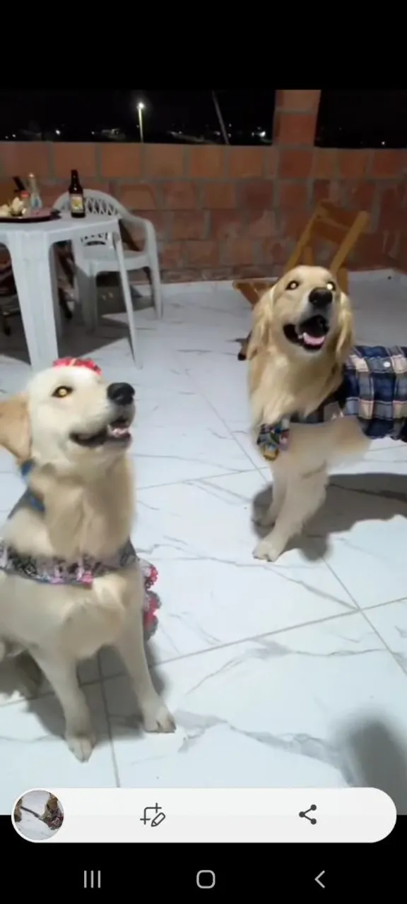 Filhotes de golden retriever no forninho