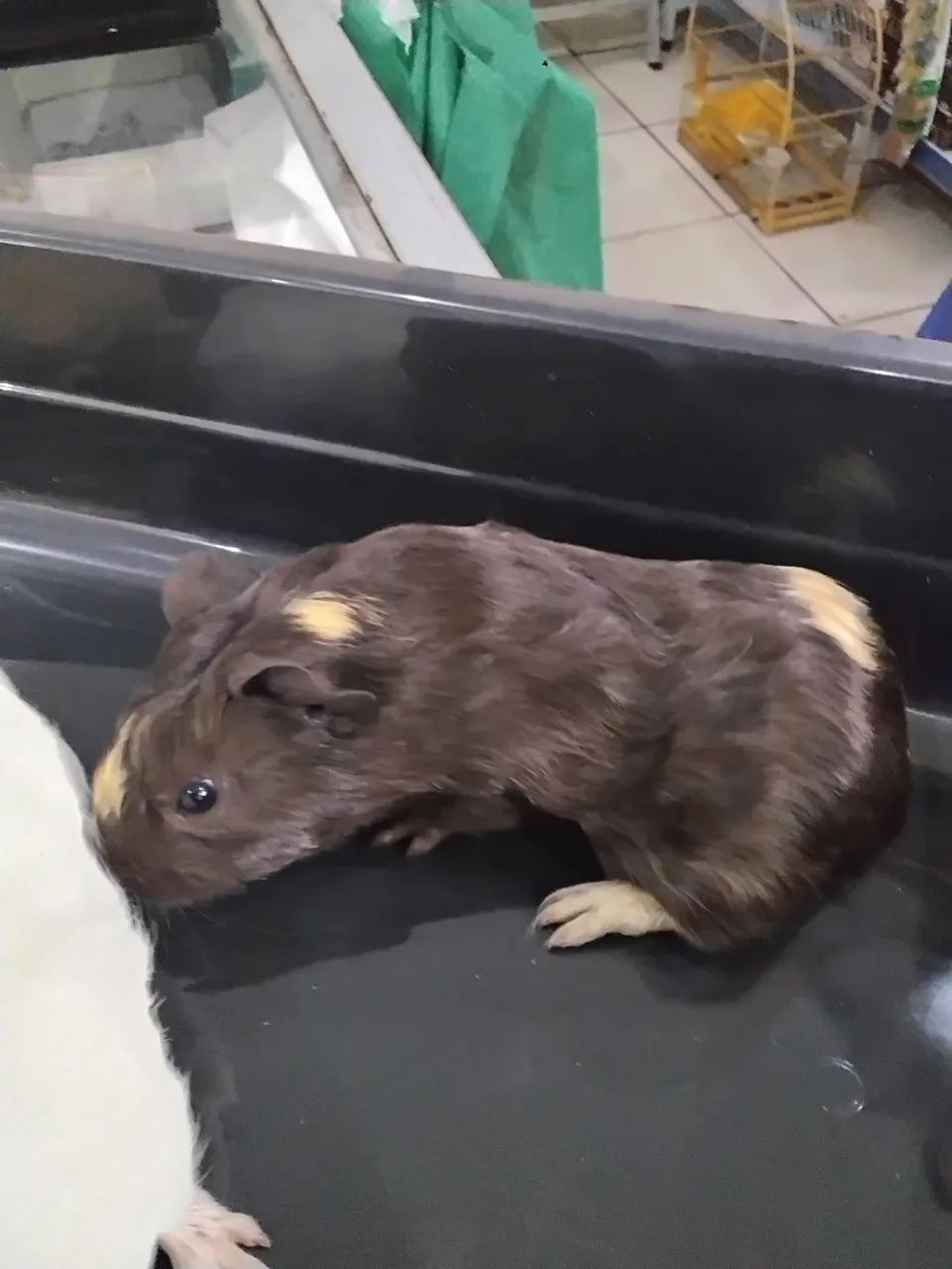 Filhotes de porquinho da Índia  - Foto 4