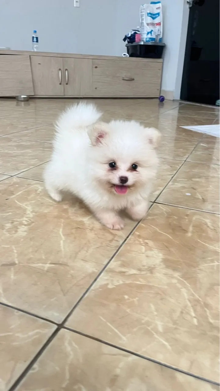 Filhote Macho de Spitz Alemão Disponível!