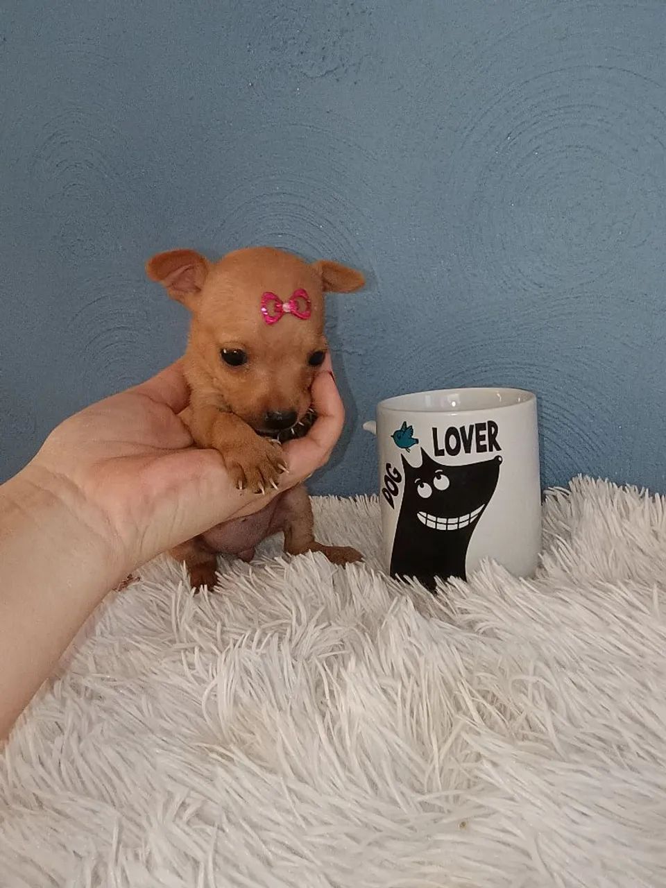 Lindas Pinscher Mini fêmeas e machos  - Foto 6