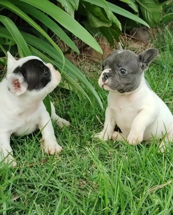 Filhote de Bulldog Francês - Foto 6