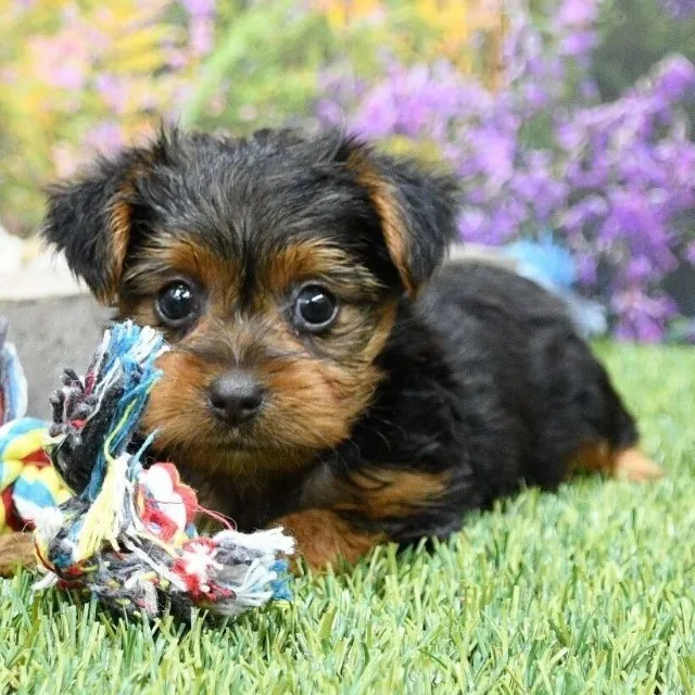 "É baixinho, peludinho e totalmente apaixonante! ? Filhote de Yorkshire Terrier disponí