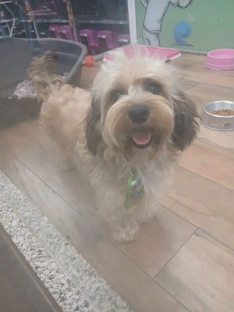 Cachorro  - Foto 2