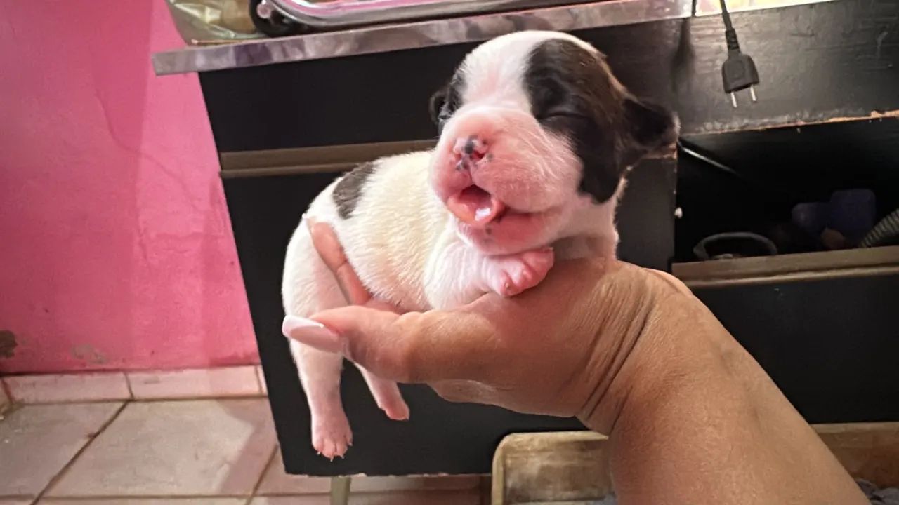 Cachorro  - Foto 4