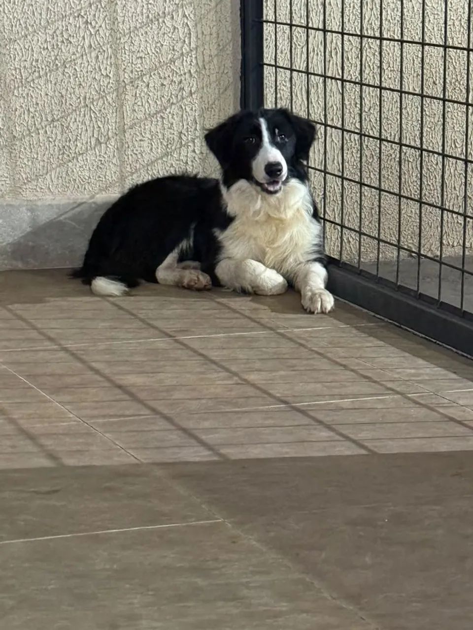 Vende-se Border Collie - Foto 2