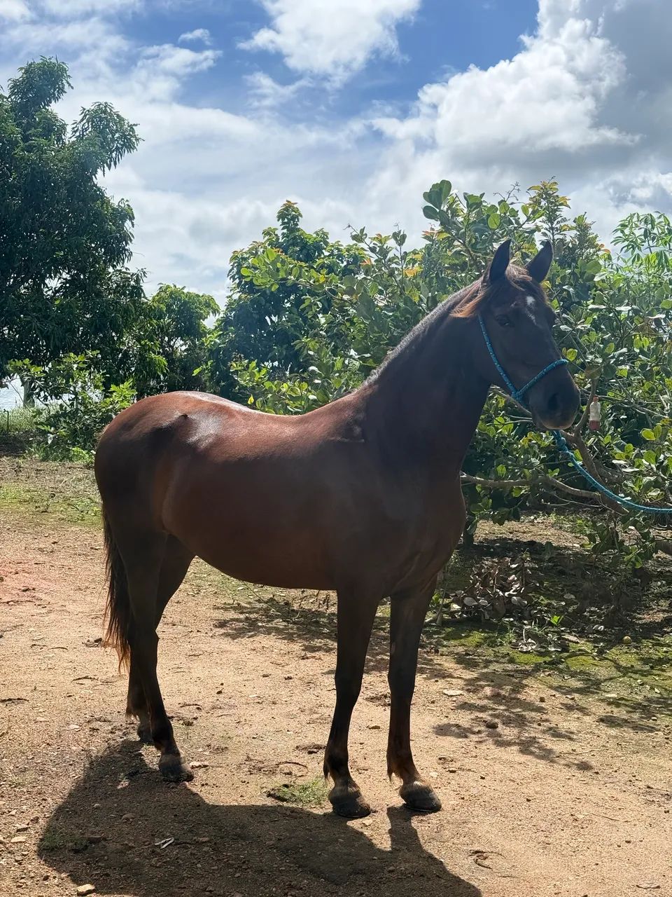 Cavalo mangalarga marchador registrado.