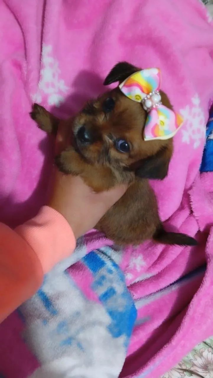 Feminhas mini lindas pequenos com shitzu - Foto 3