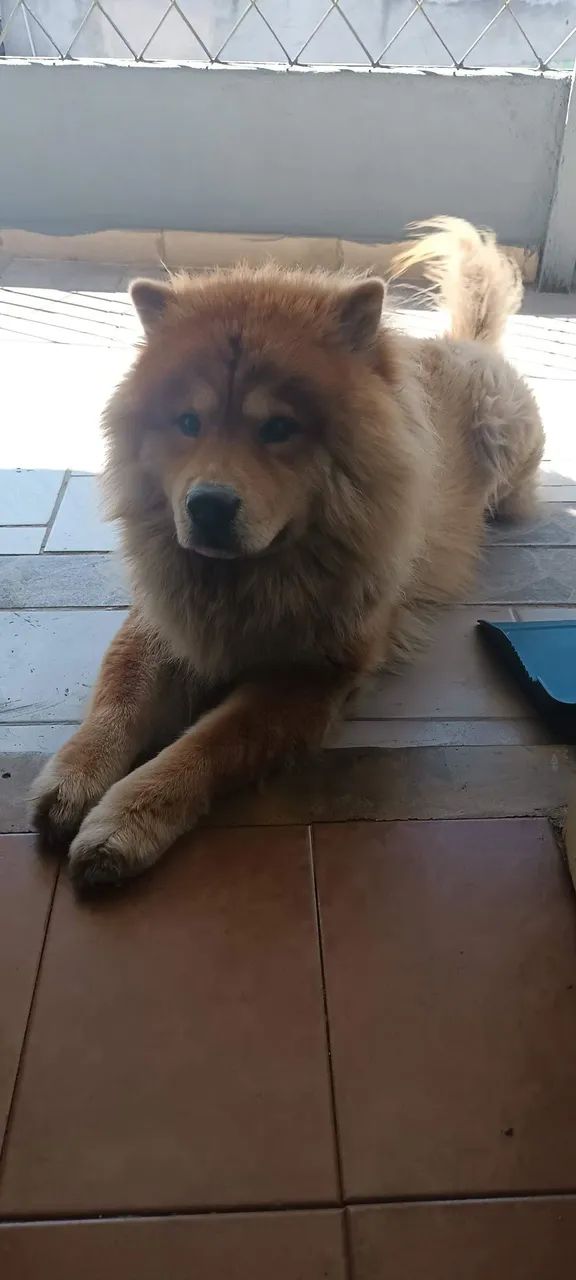 Doação do Chow chow  - Foto 2