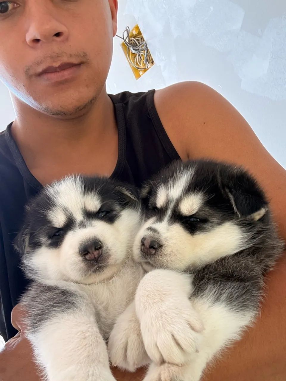 Husky siberiano disponível - Foto 5