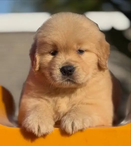 Cachorro Golden bebê - Foto 3