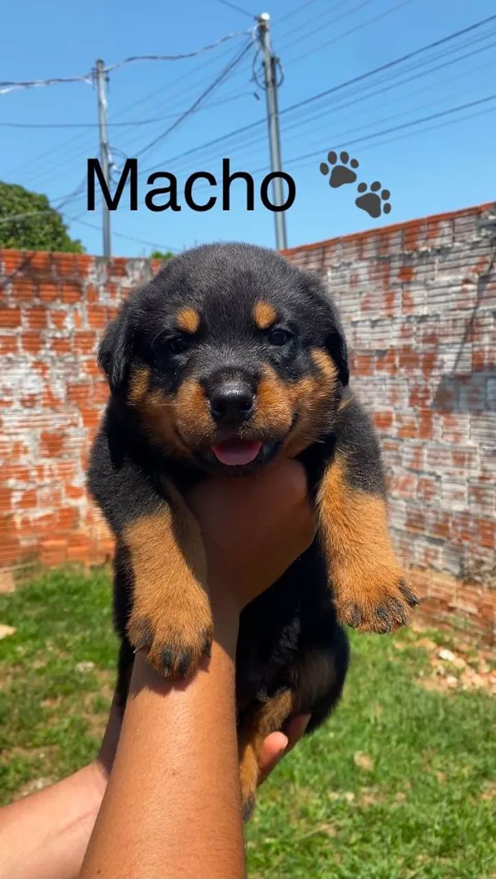 Filhotes de Rottweiler  - Foto 2