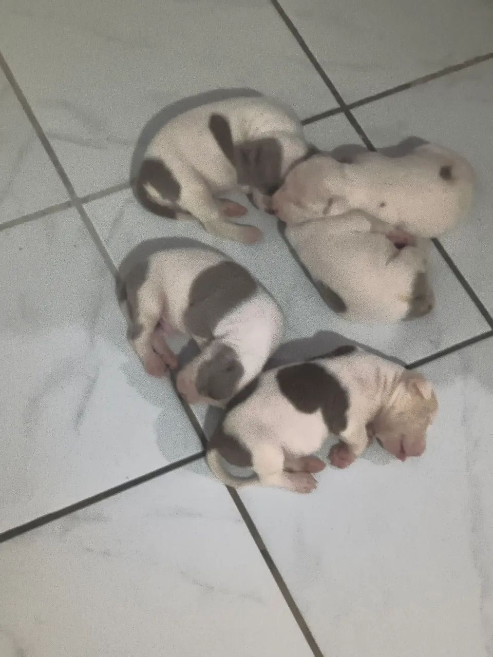 Cachorro  - Foto 3