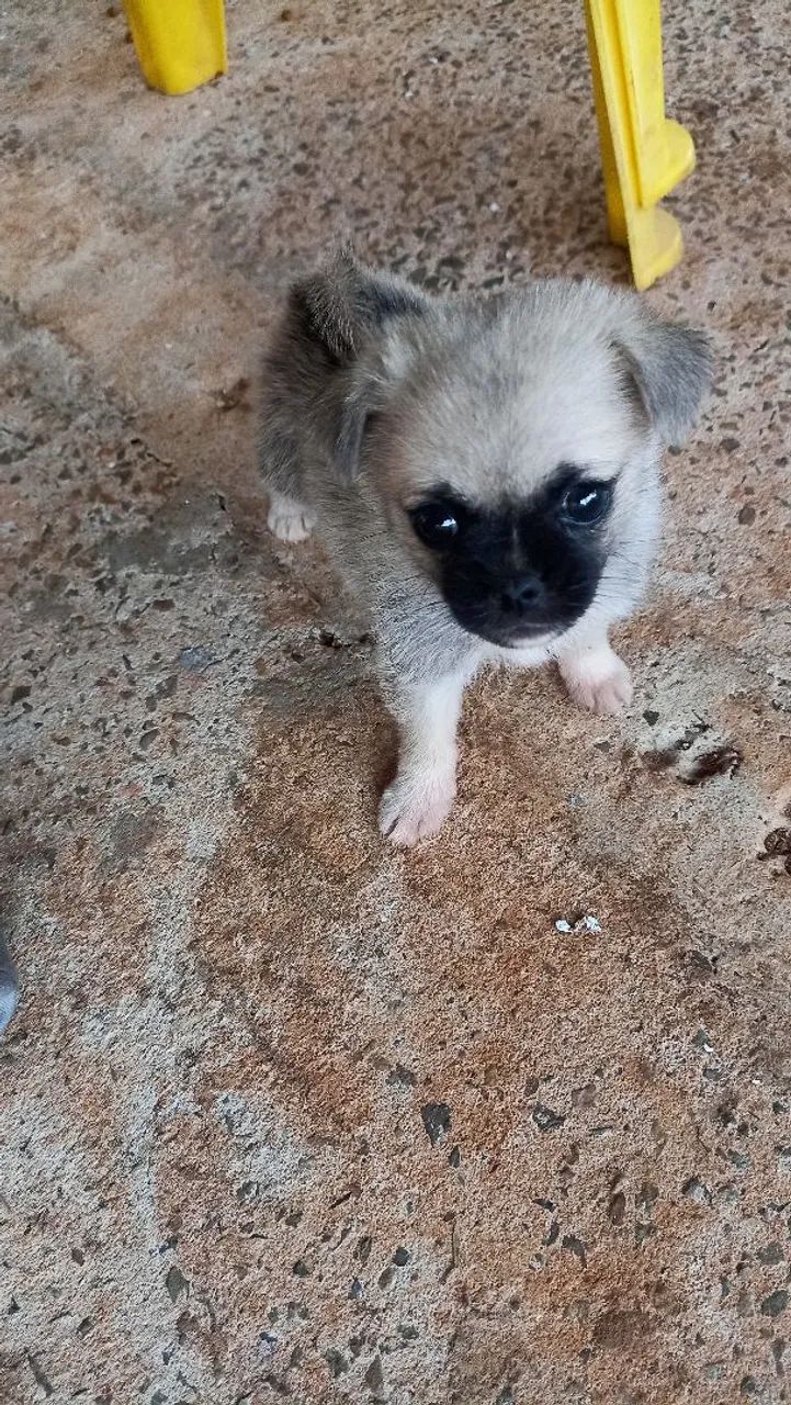 Pug - Foto 2