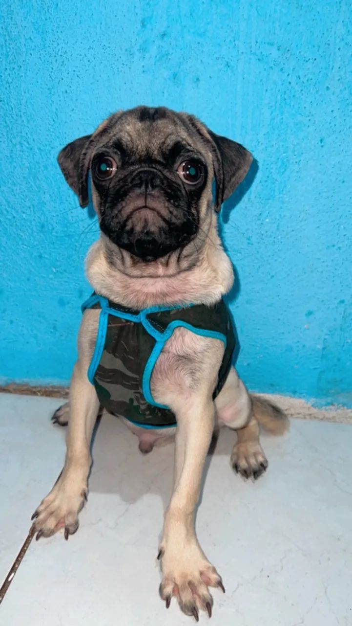 PUG  - Foto 4