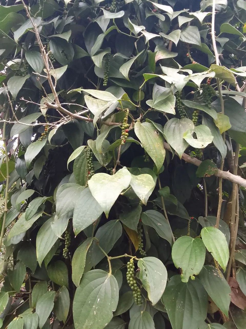 Mudas de Pimenta  - Foto 3