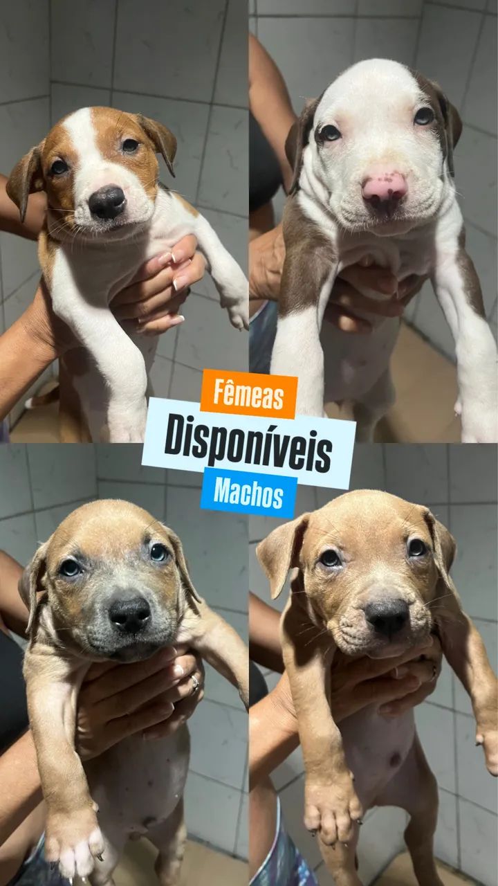 PitBull
