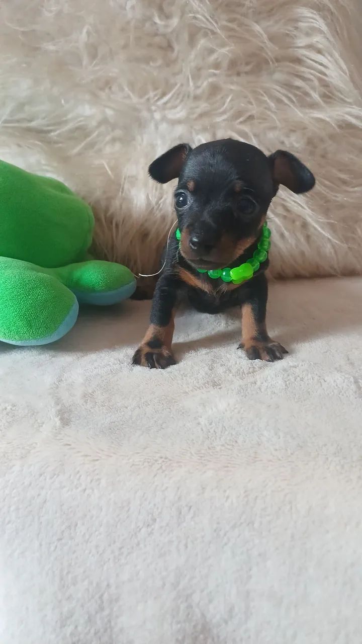 Filhote de pinscher macho  - Foto 2