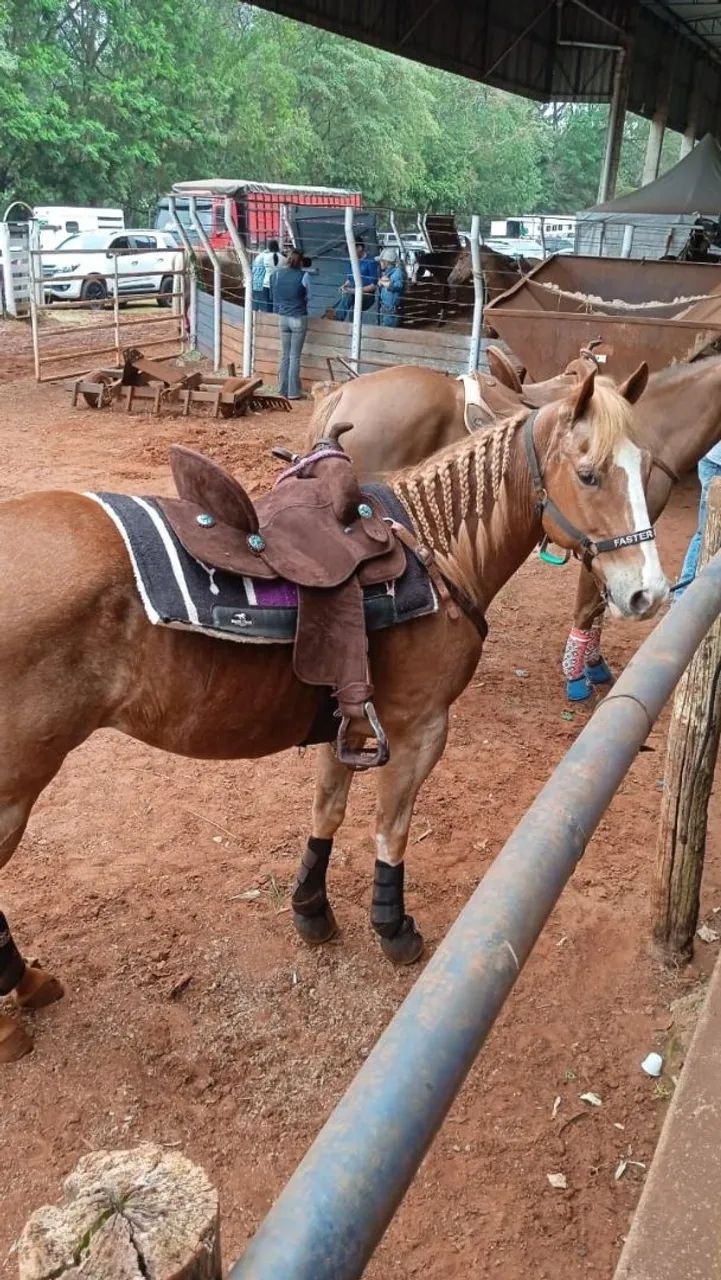 Cavalo Quarto de milha PO - Foto 5