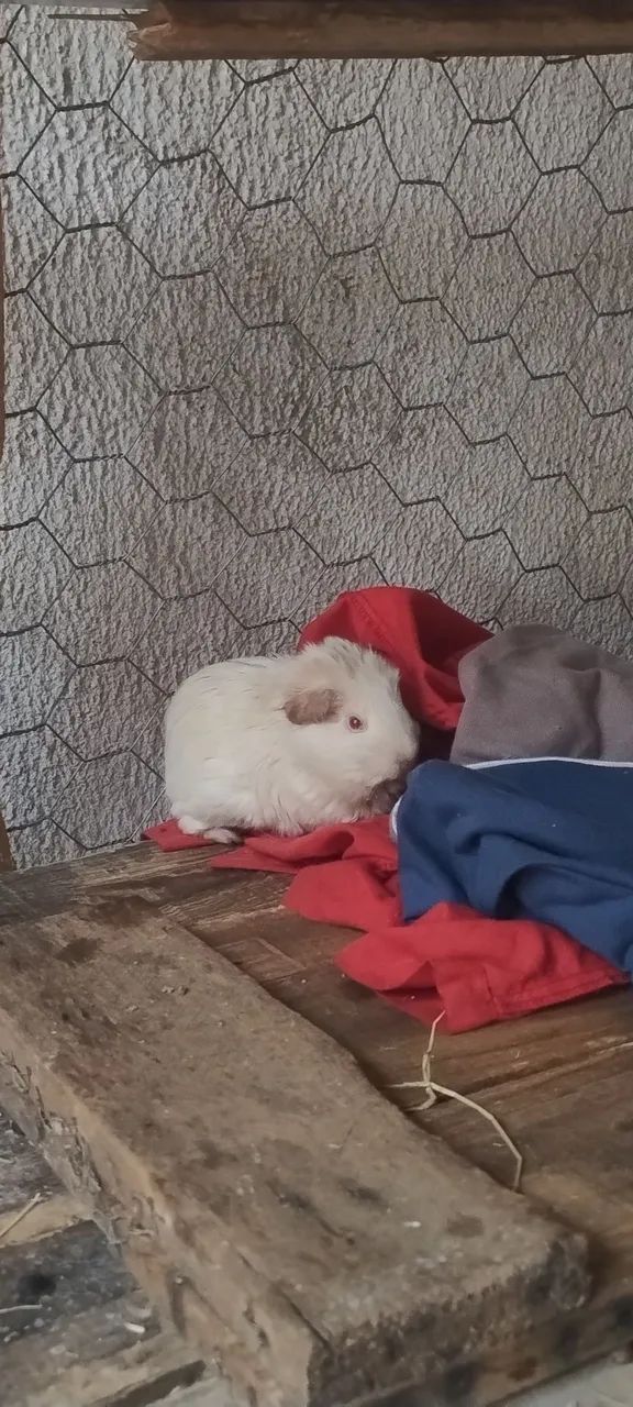 Porquinho da índia Abissínio - Foto 3