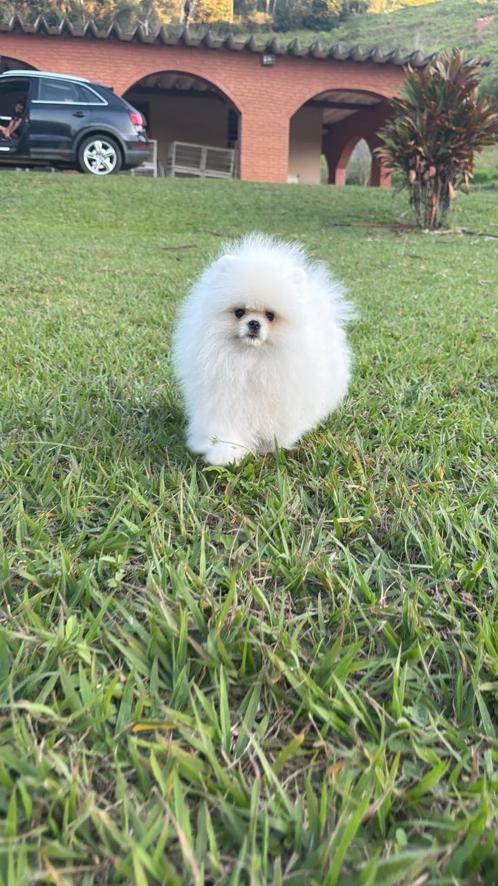 SPITZ ALEMÃO ANÃO ALTO PADRÃO!!!!
