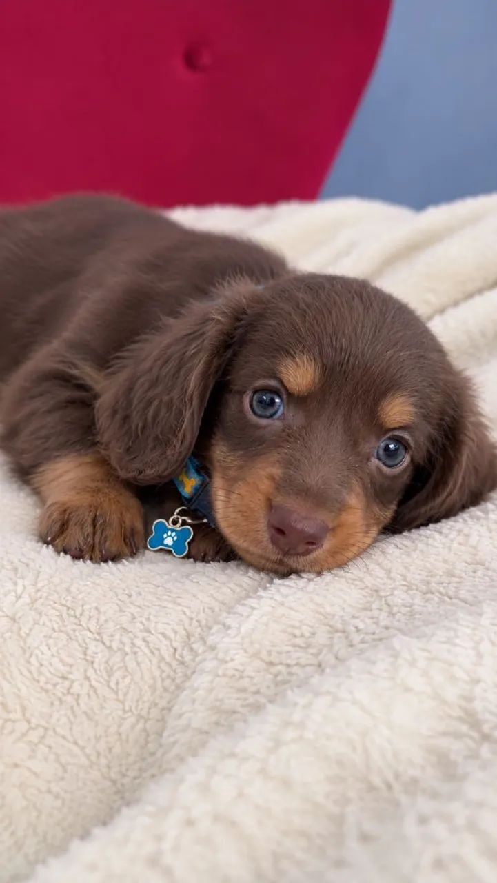 Pelo Longo - Dachshund - Cofap  - Foto 2