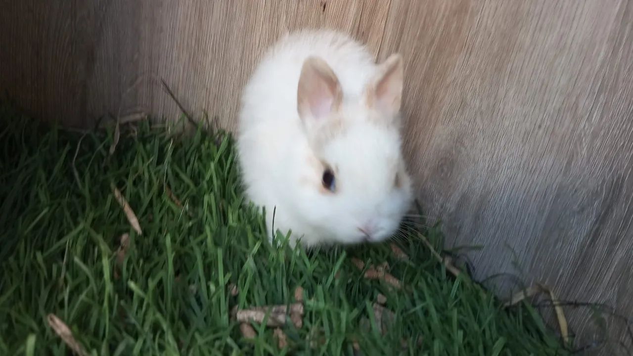 Mini Coelho ( Netherland Dwarf Pet Anão) - Foto 2
