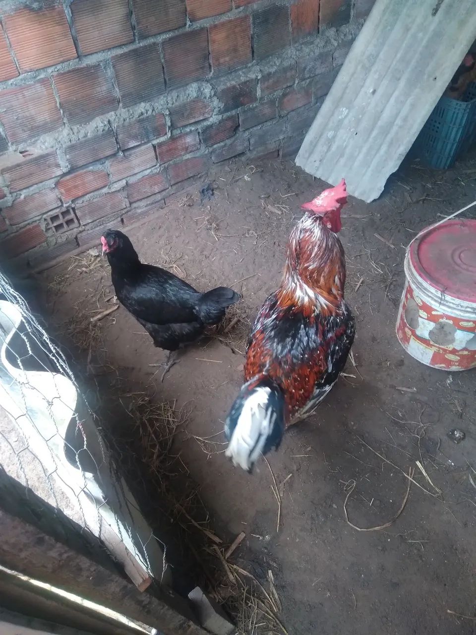 Galo gsb com 18 meses 