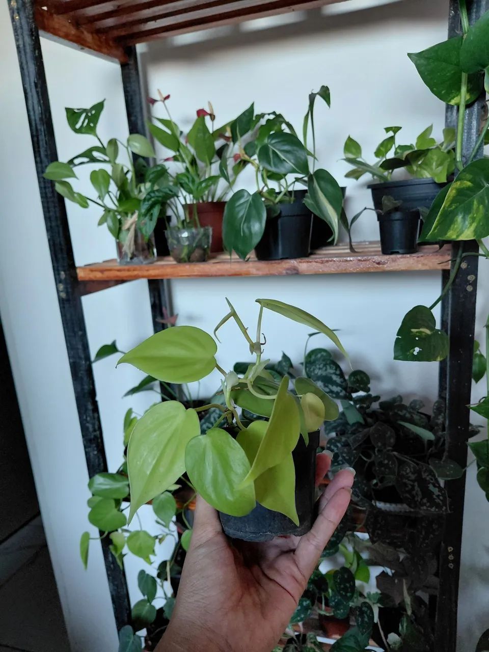 Plantas - Foto 3