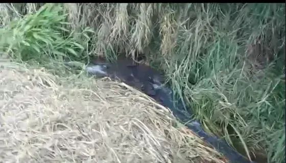Sítio em Piracema MG Ótima localização com agua corrente aceito carro 199 MIL - Foto 13