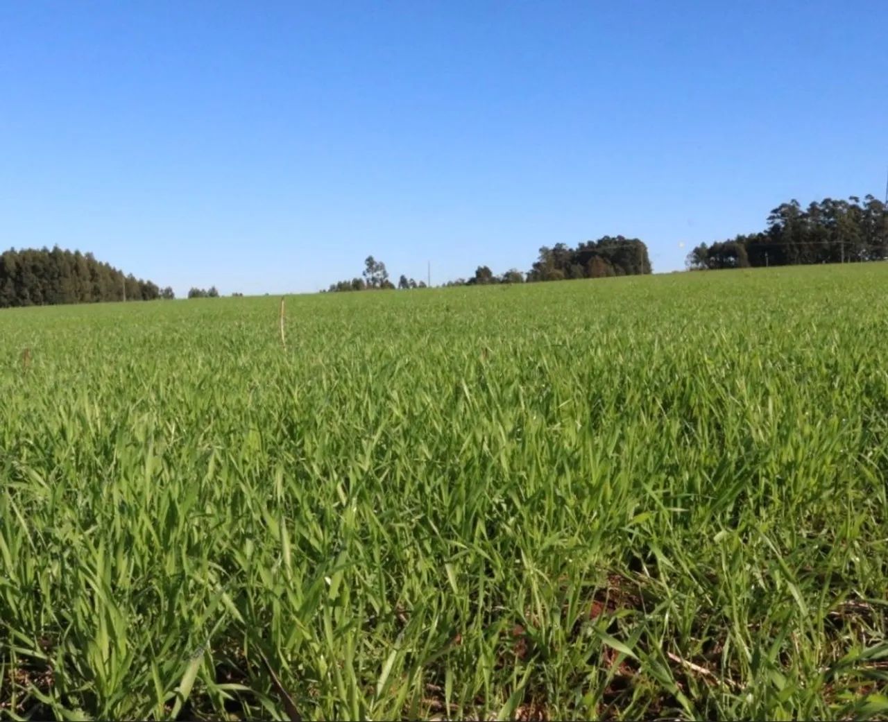 Área a venda 48.400m²
