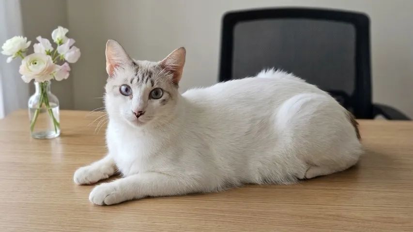 Gatos para adoção  - Foto 4