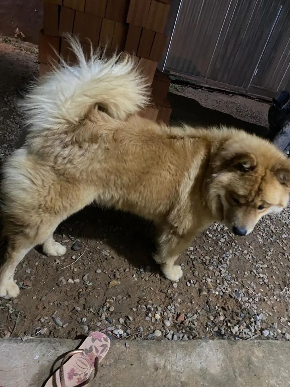 Filhotes Chow Chow  - Foto 5