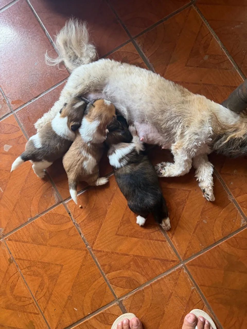 Cachorro  - Foto 2